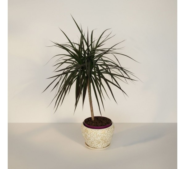 Özel Saksılı Tekli Margarita